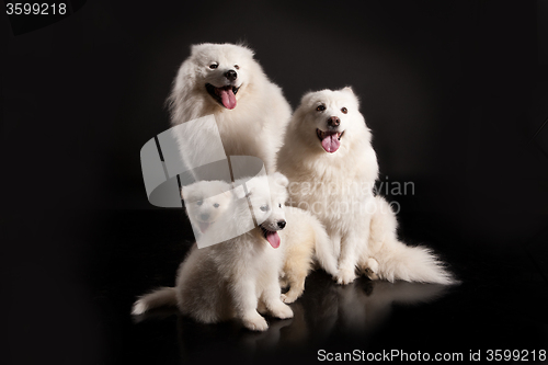 Image of Family Of Samoyeds