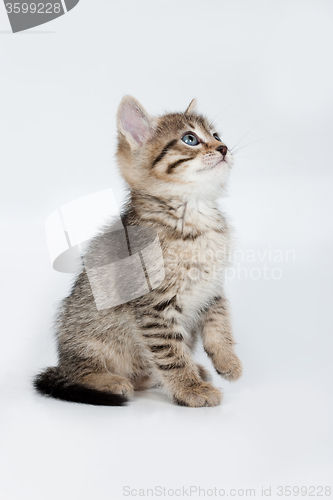 Image of Little Kittens