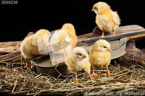 Image of Little Yellow Chicken