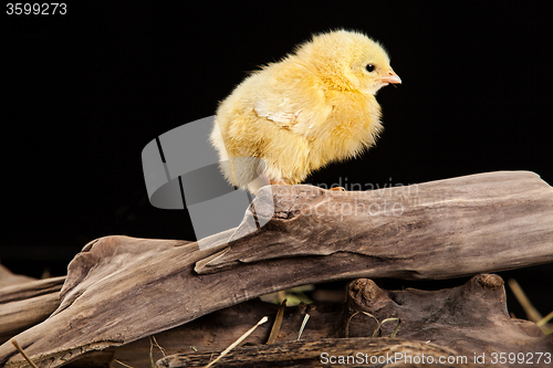 Image of Little Yellow Chicken