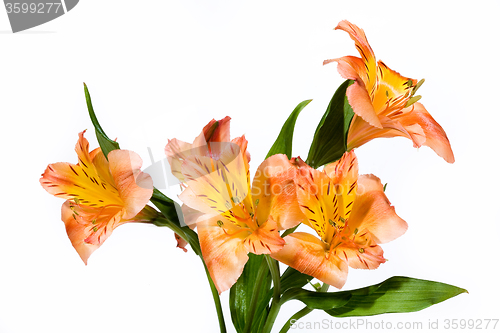 Image of Isolated Flower