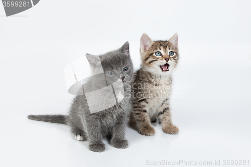 Image of Little Kittens