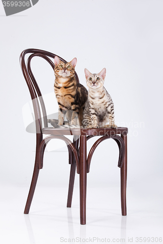 Image of Two Leopard Cats