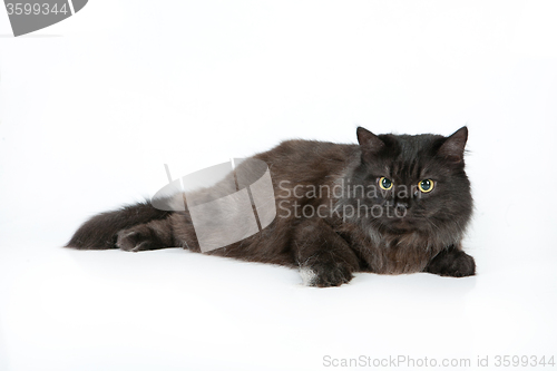 Image of Black Cat