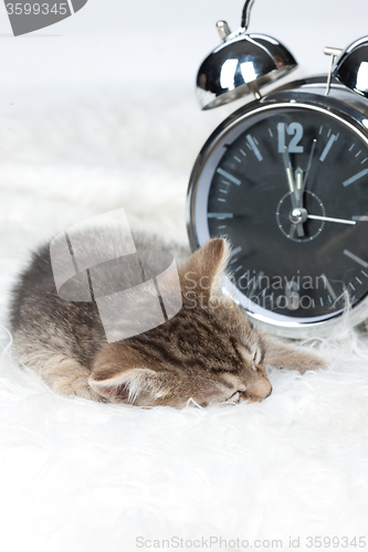 Image of Little Sleeping Kitten