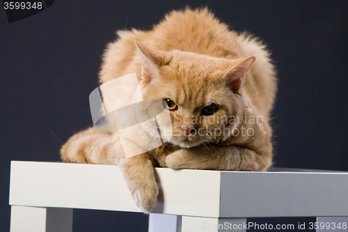 Image of Red Cat