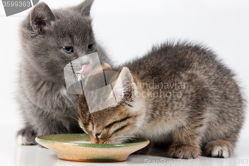 Image of Little Kittens
