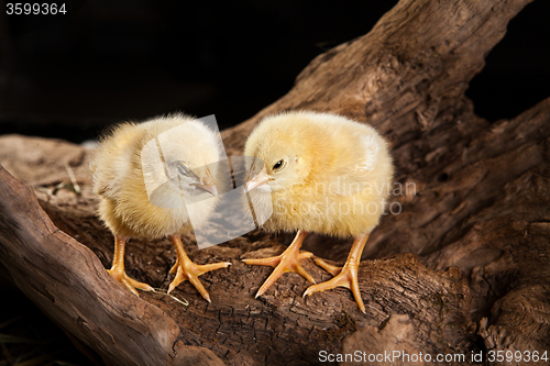 Image of Little Yellow Chicken