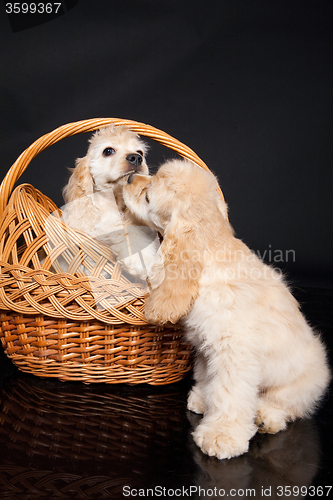 Image of Cocker Spaniel