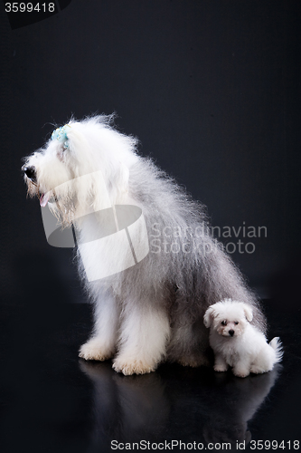 Image of Fluffi Dogs