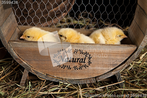 Image of Little Yellow Chicken