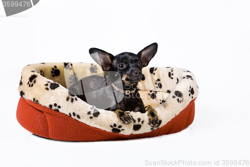 Image of Dog Fashion