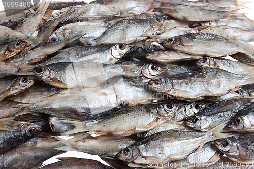 Image of Fish