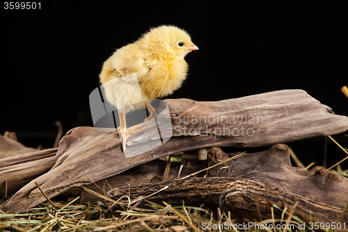 Image of Little Yellow Chicken