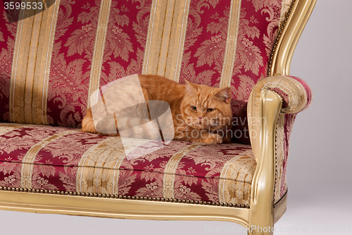 Image of Cat In The Armchair