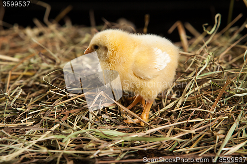 Image of Little Yellow Chicken