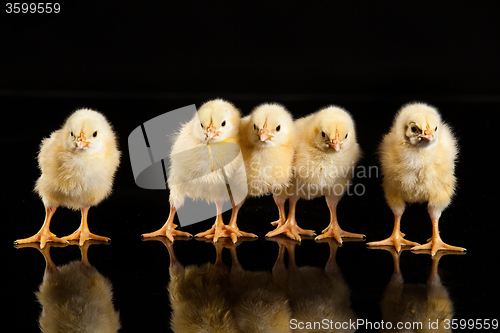 Image of Little Yellow Chickens