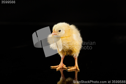 Image of Little Yellow Chicken