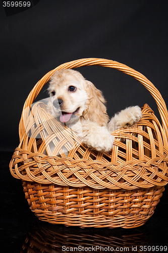 Image of Cocker Spaniel