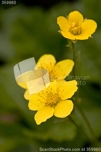 Image of Yellow Flowers