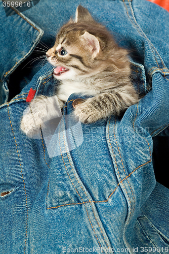 Image of Kitten And Denim