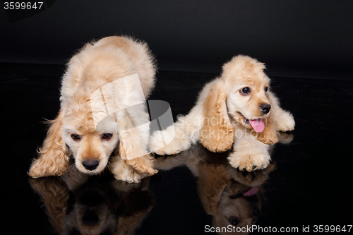 Image of Cocker Spaniel