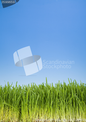 Image of Green Grass