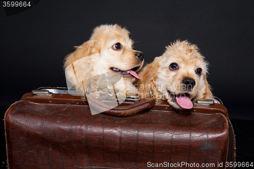 Image of Cocker Spaniel