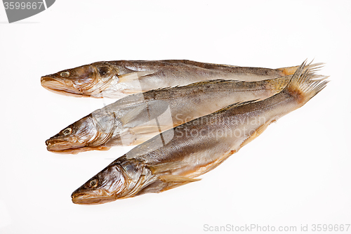 Image of Fish