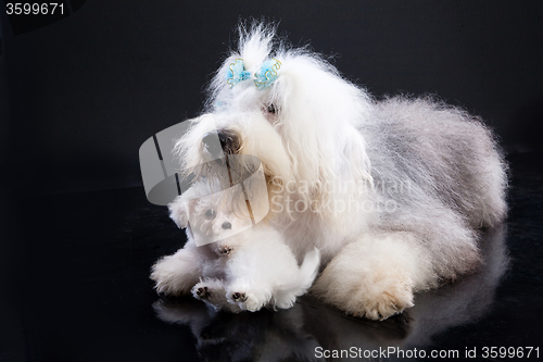 Image of Two Fluffi Dogs