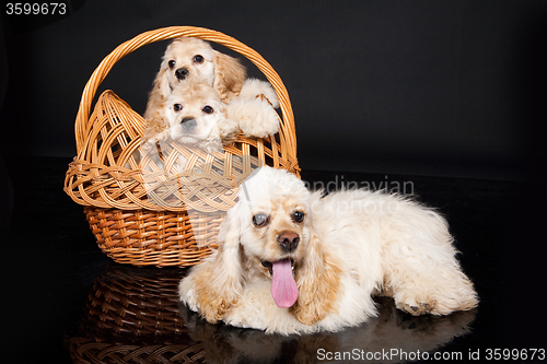 Image of Three Cocker Spaniels