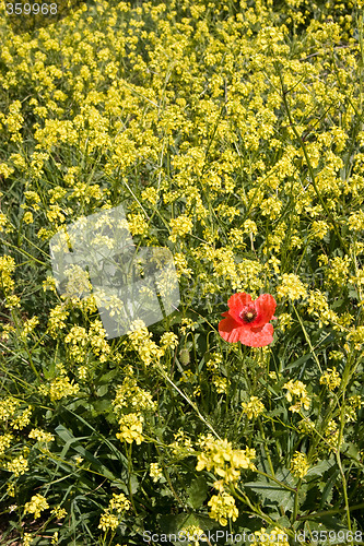 Image of Poppy on Yellow