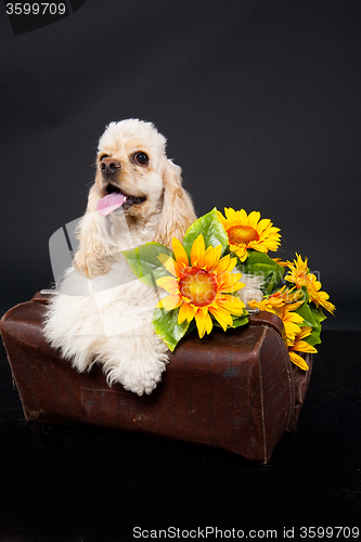 Image of Cocker Spaniel