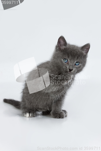Image of Little Kittens