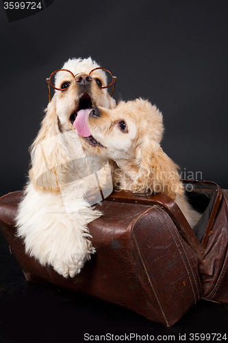 Image of Cocker Spaniel