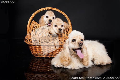 Image of Cocker Spaniel