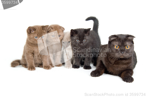 Image of Cat And Kittens