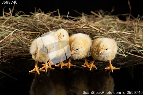 Image of Little Yellow Chicken