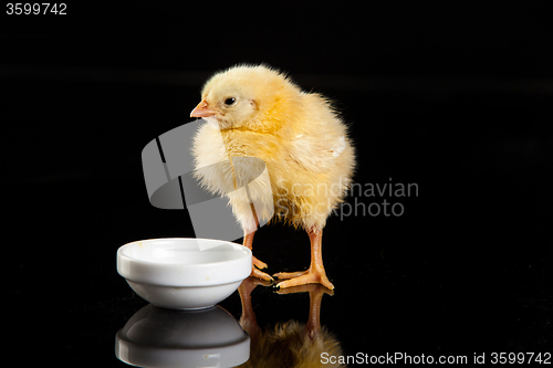 Image of Little Yellow Chicken