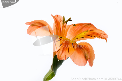 Image of Isolated Flower