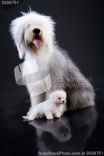 Image of Two Fluffi Dogs