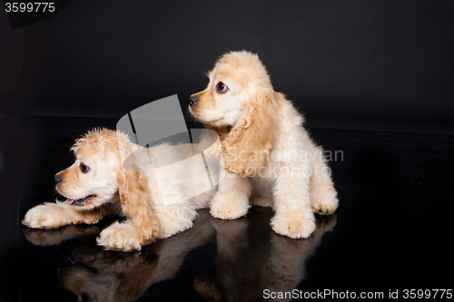 Image of Cocker Spaniel