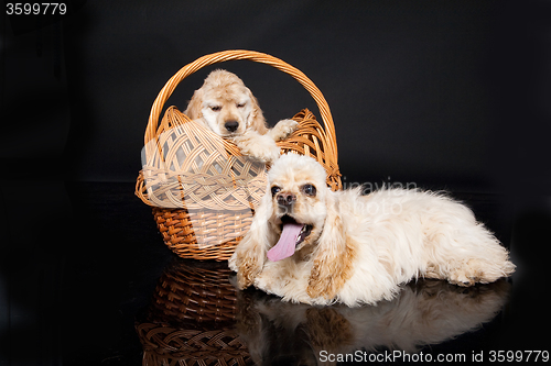 Image of Cocker Spaniel