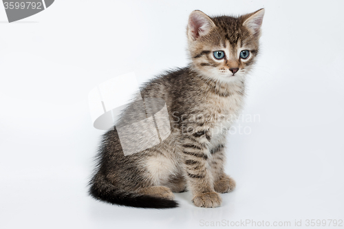 Image of Little Kittens