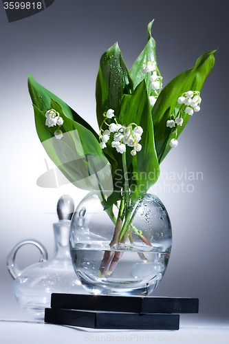 Image of Lily Of The Valley