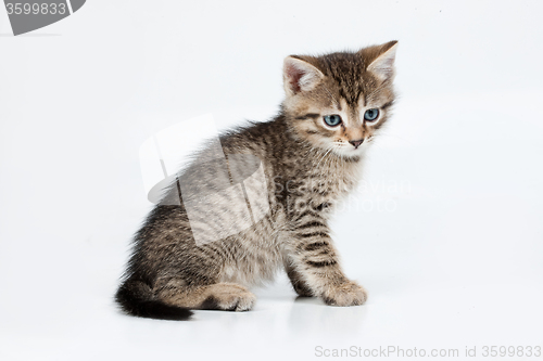 Image of Little Kittens