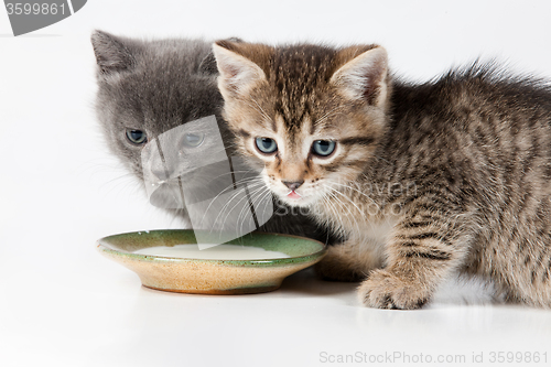 Image of Little Kittens