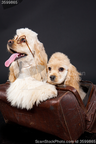 Image of Cocker Spaniel