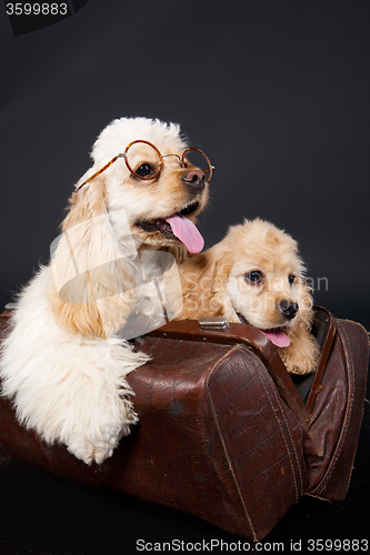 Image of Cocker Spaniel