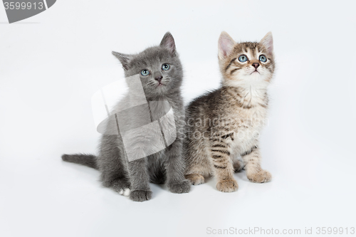 Image of Little Kittens
